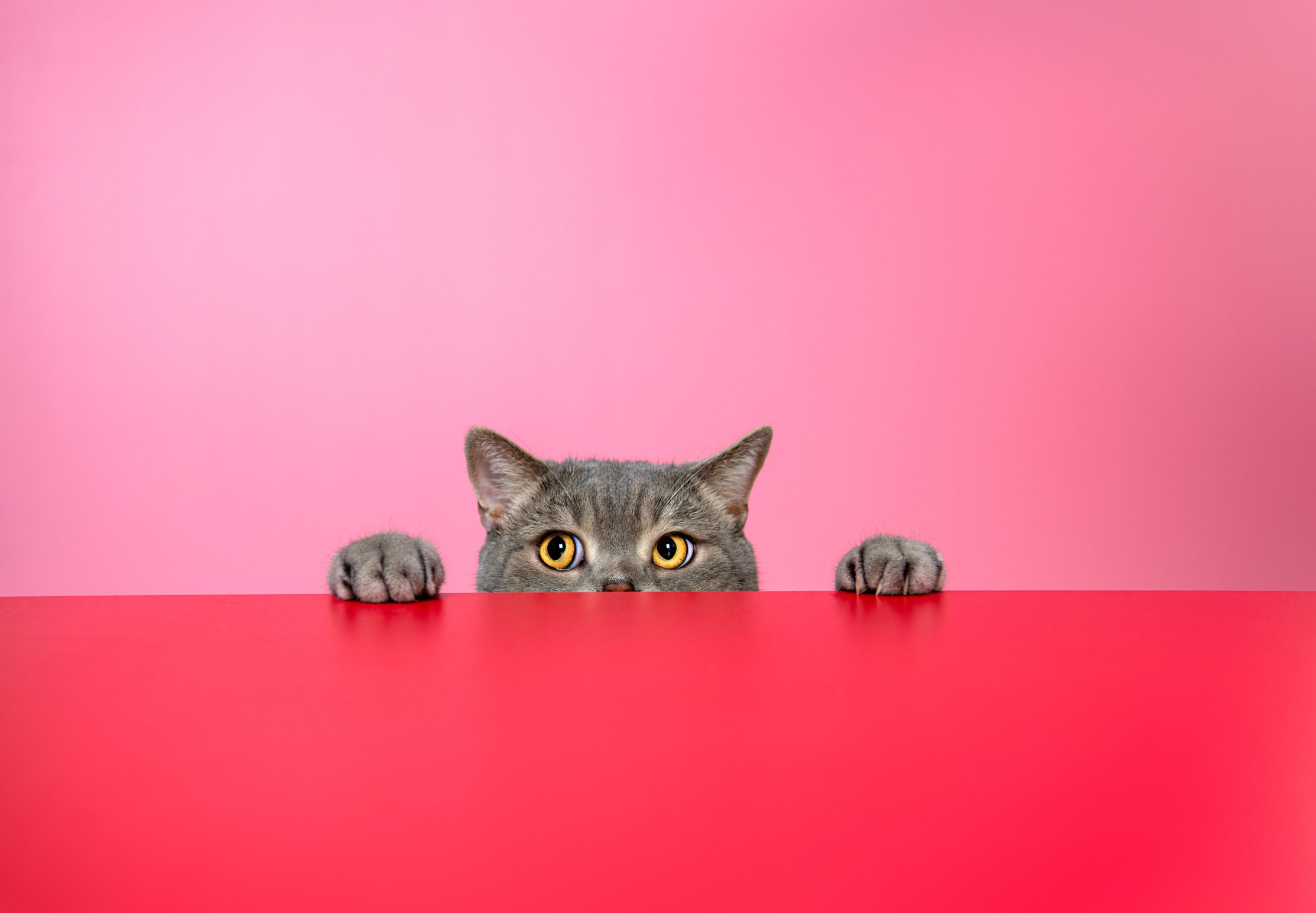 Peeking Cat on Pink Background 