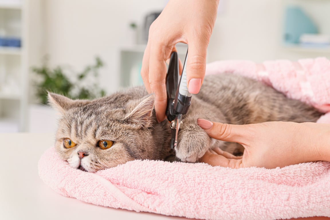 Groomer Trimming Cat's Claws 