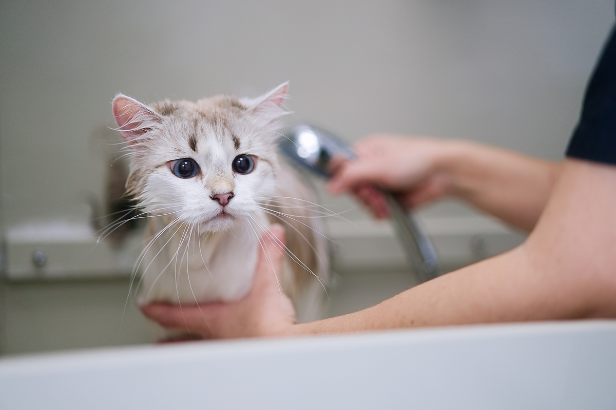 Cat grooming